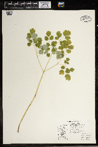 Thalictrum dioicum image