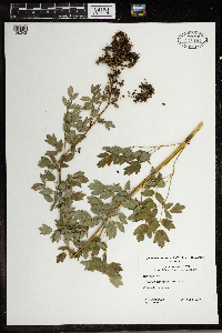 Thalictrum dasycarpum image