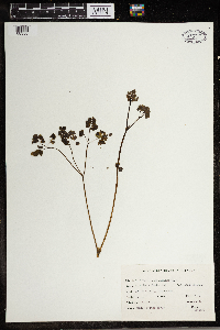 Thalictrum dioicum image