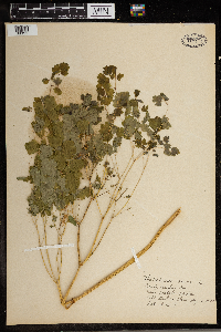 Thalictrum dioicum image