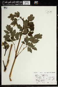 Thalictrum pubescens image