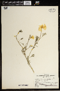 Eschscholtzia californica image