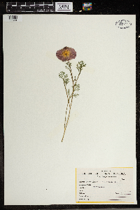 Eschscholtzia californica image