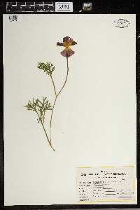 Eschscholtzia californica image
