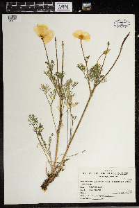 Eschscholtzia californica image
