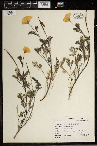 Eschscholtzia californica image