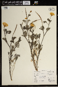 Eschscholtzia californica image