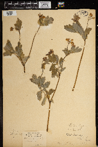 Chelidonium majus image