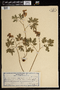 Corydalis cava image