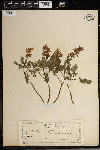 Corydalis cava image