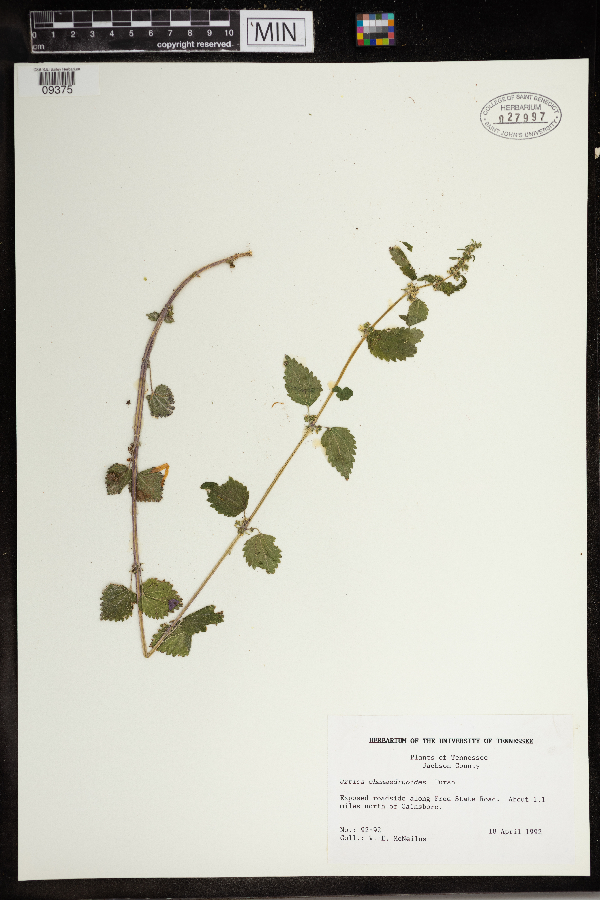 Urtica chamaedryoides image