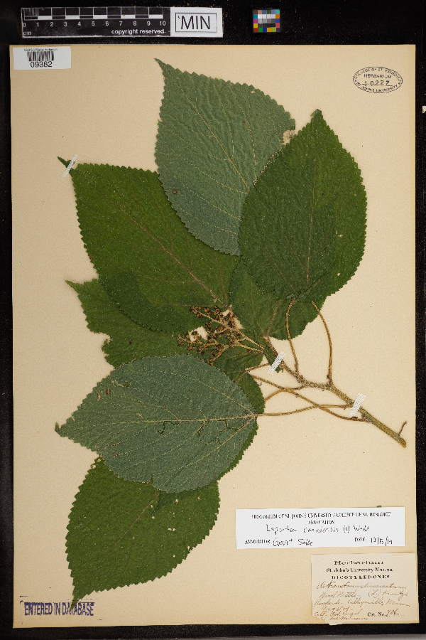 Laportea canadensis image