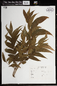 Carya illinoinensis image