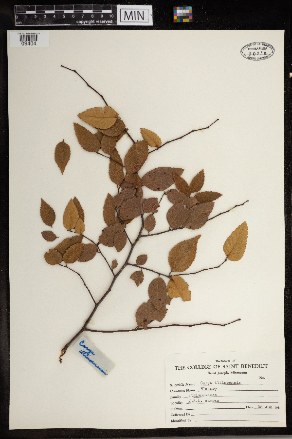 Carya illinoinensis image