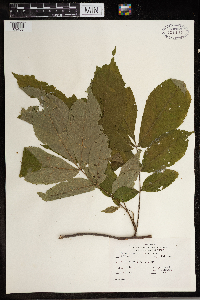 Carya tomentosa image