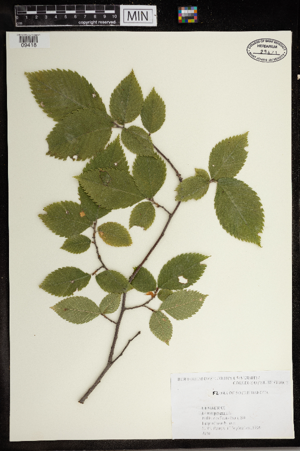 Ulmus procera image