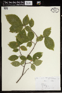 Ulmus procera image