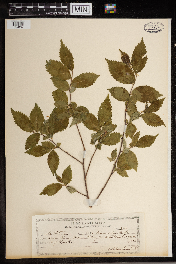 Ulmus rubra image