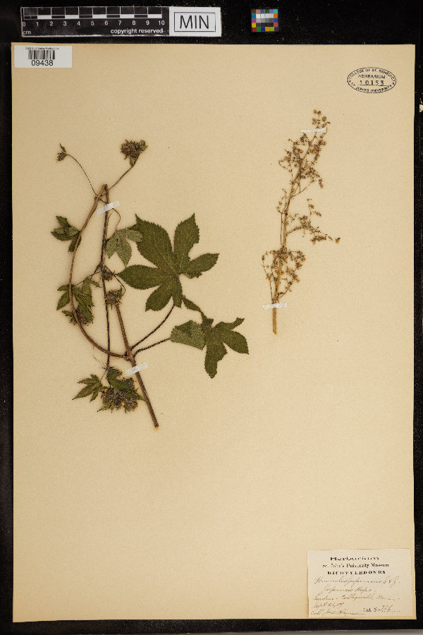 Humulus japonicus image