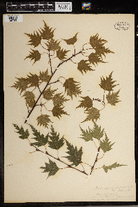 Image of Betula populifolia
