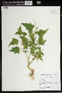 Chenopodium murale image