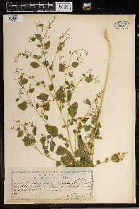 Chenopodium fremontii image