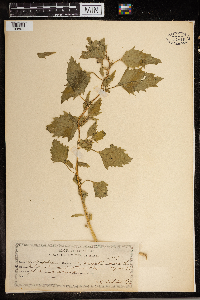 Chenopodium murale image