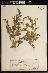 Atriplex rosea image