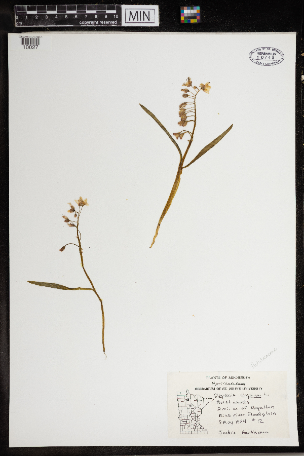 Claytonia virginica image