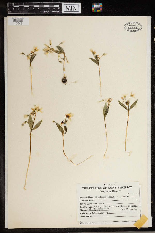 Claytonia lanceolata image