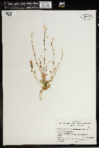 Montia parvifolia image