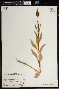 Image of Amaranthus caudatus