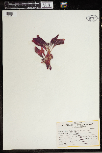 Image of Amaranthus tricolor