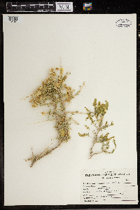 Grayia spinosa image