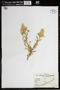 Grayia spinosa image