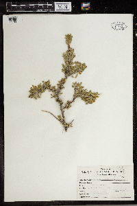 Grayia spinosa image