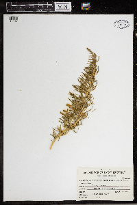 Sarcobatus vermiculatus image