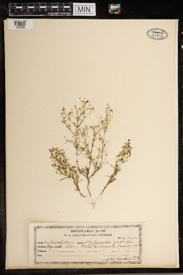 Gypsophila muralis image