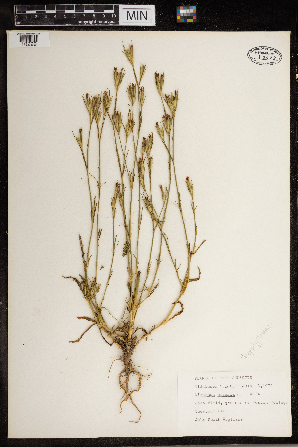 Dianthus armeria image