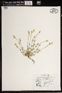 Cerastium arvense image