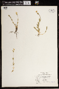 Cerastium arvense image