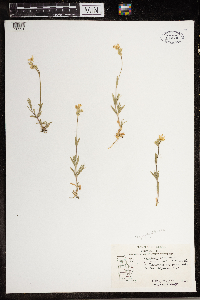 Cerastium arvense image