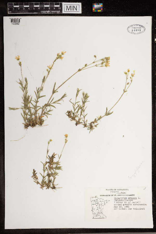 Cerastium arvense image