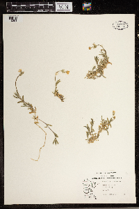 Cerastium arvense image