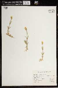 Cerastium arvense image