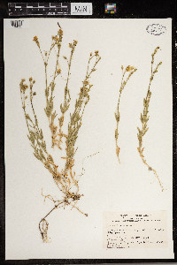 Cerastium arvense image