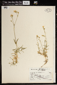 Cerastium arvense image