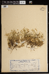 Image of Arenaria grandiflora