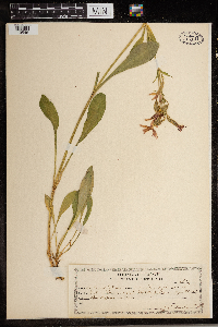 Silene virginica image