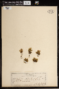 Silene acaulis image